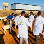 Livestock treatment campaigns- Baidoa