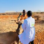 Livestock treatment campaign and Vaccination